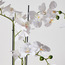 نبات أوركيد في إناء سيراميك - تيرا - 60 سم-household-gardenandoutdoor-artificialflowersandplants-flowers-image-3