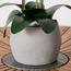 نبات أوركيد في إناء سيراميك - تيرا - 60 سم-household-gardenandoutdoor-artificialflowersandplants-flowers-image-2