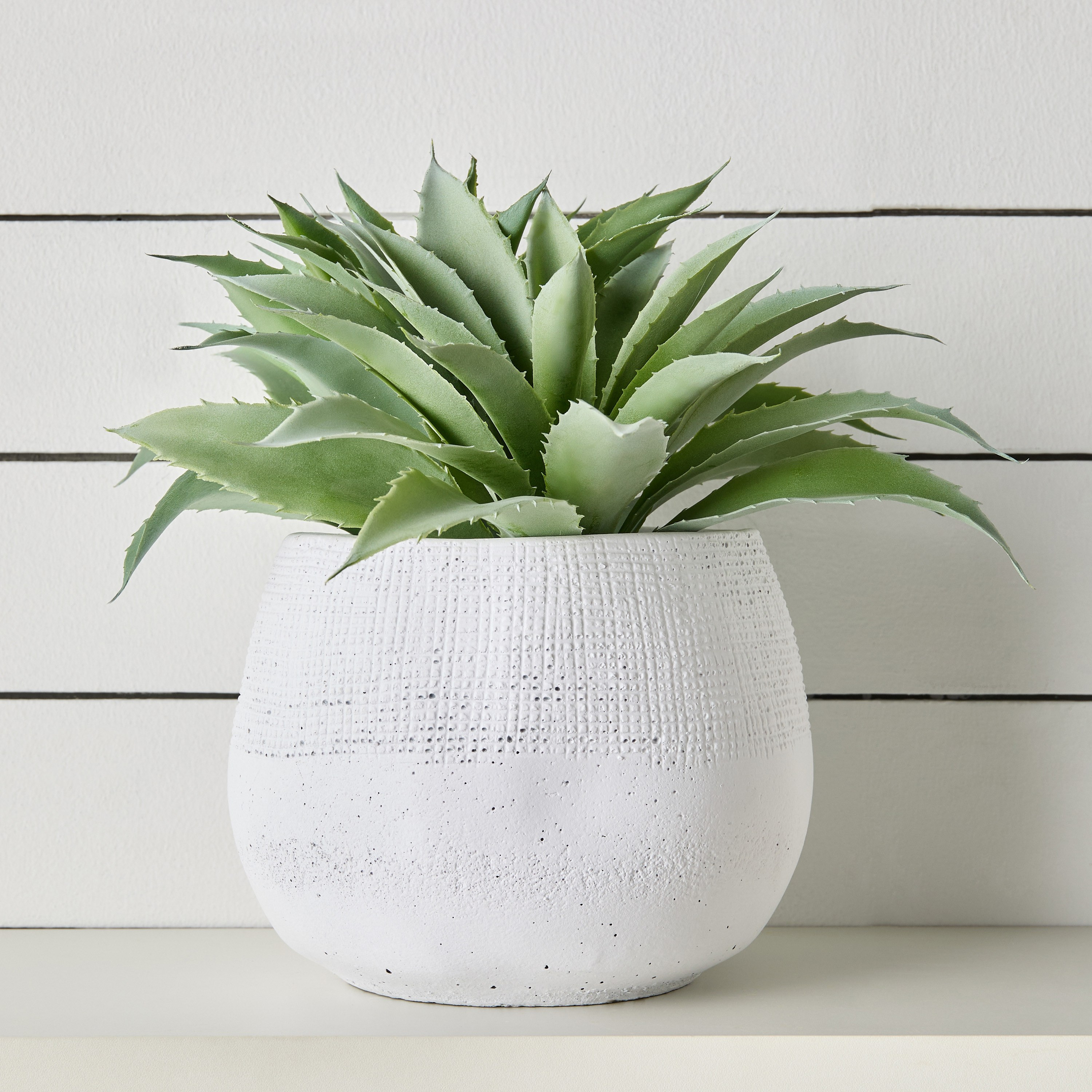 Shop Terra Aloe Vera Plant in Cement Pot - 31 cm Online | Centrepoint Oman