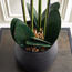 Terra Orchid Extra Large Plant with Pot - 66 cm-household-gardenandoutdoor-artificialflowersandplants-flowers-image-2