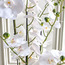Terra Orchid Extra Large Plant with Pot - 66 cm-household-gardenandoutdoor-artificialflowersandplants-flowers-image-3
