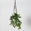 Valtir Ruscus Vine Ceramic Hanging Pot with Leather Straps - 25 cm-binpromo_ALLBANKS_OMN_14032025-image-1