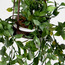 Valtir Ruscus Vine Ceramic Hanging Pot with Leather Straps - 25 cm-binpromo_ALLBANKS_OMN_14032025-image-2