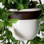 Valtir Ruscus Vine Ceramic Hanging Pot with Leather Straps - 25 cm-binpromo_ALLBANKS_OMN_14032025-image-3