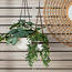 Valtir Ruscus Vine Ceramic Hanging Pot with Leather Straps - 25 cm-binpromo_ALLBANKS_OMN_14032025-image-4