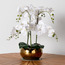 Xana Orchid Plant in Ceramic Pot - 81 cm-household-gardenandoutdoor-artificialflowersandplants-flowers-image-1