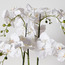 Xana Orchid Plant in Ceramic Pot - 81 cm-household-gardenandoutdoor-artificialflowersandplants-flowers-image-2