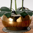 Xana Orchid Plant in Ceramic Pot - 81 cm-household-gardenandoutdoor-artificialflowersandplants-flowers-image-3