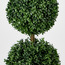 Topiary Triple Boxwood Plant in Pot - 106 cm-binpromo_ALLBANKS_OMN_14032025-image-2