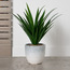 Grande Ambre Agave Plant in Ceramic Pot - 100 cm-household-gardenandoutdoor-artificialplants-pottedplants-image-1