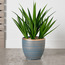 Grande Goldkist Agave Plant in Ceramic Pot - 82 cm-household-gardenandoutdoor-artificialplants-pottedplants-image-1