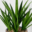 Grande Goldkist Agave Plant in Ceramic Pot - 82 cm-household-gardenandoutdoor-artificialplants-pottedplants-image-3