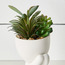 Perch Mini Succulent Plant in Ceramic Pot - 15 cm-household-gardenandoutdoor-artificialplants-succulents-image-2