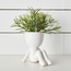 نبات عصاري روزماري صغير في وعاء سيراميك - بيرش - 17 سم-household-gardenandoutdoor-artificialplants-succulents-image-3