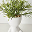 نبات عصاري روزماري صغير في وعاء سيراميك - بيرش - 17 سم-household-gardenandoutdoor-artificialplants-succulents-image-2