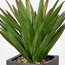 Dahl Pandan Palm Plant in Pot - 66 cm-household-gardenandoutdoor-artificialplants-pottedplants-image-2