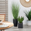 Dahl Pandan Palm Plant in Pot - 66 cm-household-gardenandoutdoor-artificialplants-pottedplants-image-4