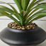 Roald Pandan Palm Plant in Ceramic Pot - 35 cm-household-gardenandoutdoor-artificialplants-pottedplants-image-2