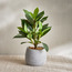 Terra Ficus Plant in Pot - 30 cm-household-gardenandoutdoor-artificialplants-pottedplants-image-1