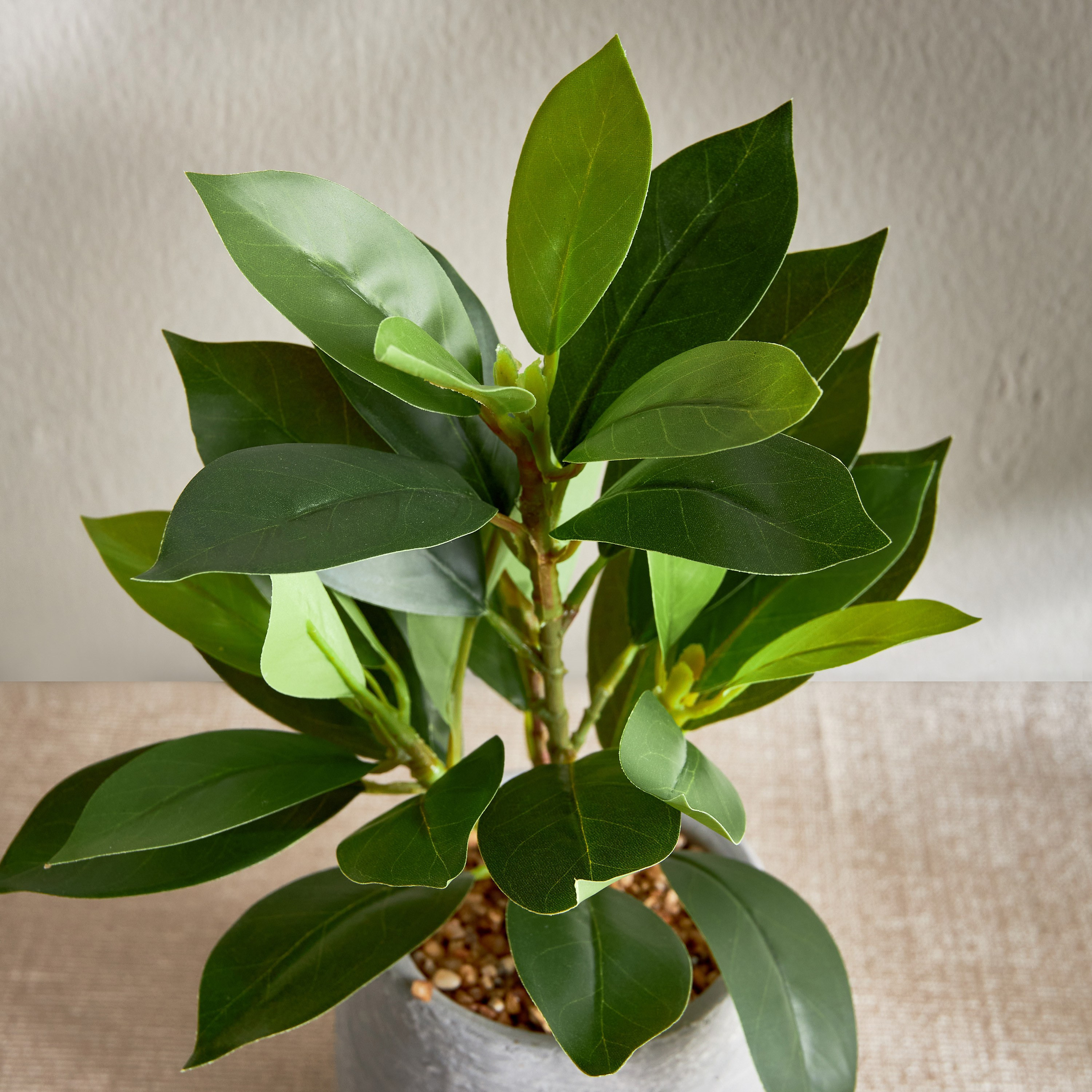 Terra Ficus Plant in Pot - 30 cm-household-gardenandoutdoor-artificialplants-pottedplants-image-2