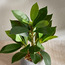 Terra Ficus Plant in Pot - 30 cm-household-gardenandoutdoor-artificialplants-pottedplants-image-2