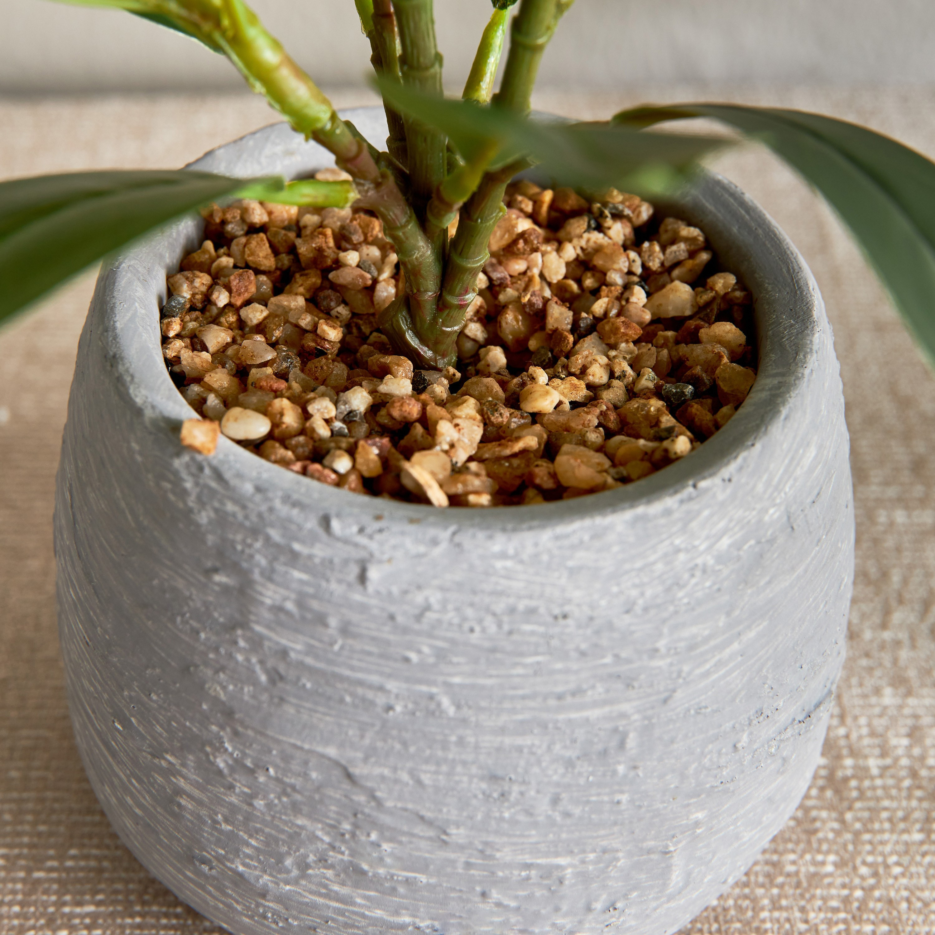 Terra Ficus Plant in Pot - 30 cm-household-gardenandoutdoor-artificialplants-pottedplants-image-3