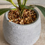 Terra Ficus Plant in Pot - 30 cm-household-gardenandoutdoor-artificialplants-pottedplants-image-3