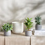 Terra Ficus Plant in Pot - 30 cm-household-gardenandoutdoor-artificialplants-pottedplants-image-4