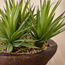 نبات عشبة السيف في وعاء تيرا - أمبر - 19 سم-household-gardenandoutdoor-artificialplants-succulents-image-2