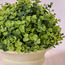 Chantilly Eden Eucalyptus Shrub in Pot - 29 cm-household-gardenandoutdoor-artificialplants-pottedplants-image-2
