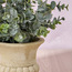 Chantilly Eden Eucalyptus Plant in Pot - 30 cm-household-gardenandoutdoor-artificialplants-pottedplants-image-2