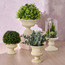 Chantilly Eden Eucalyptus Plant in Pot - 30 cm-household-gardenandoutdoor-artificialplants-pottedplants-image-3