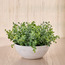Chantilly Cora Eucalyptus Plant in Pot - 20 cm-household-gardenandoutdoor-artificialplants-pottedplants-image-1