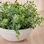Chantilly Cora Eucalyptus Plant in Pot - 20 cm-household-gardenandoutdoor-artificialplants-pottedplants-image-2