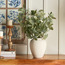Chantilly Greens Eucalyptus in Ceramic Pot - 70 cm-household-gardenandoutdoor-artificialplants-pottedplants-image-4