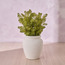 Chantilly Urn Greens Senecio Plant in Pot - 38 cm-binpromo_ALLBANKS_OMN_14032025-image-1