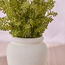 Chantilly Urn Greens Senecio Plant in Pot - 38 cm-binpromo_ALLBANKS_OMN_14032025-image-2