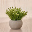 Terra Shale Baby's Breath Plant in Pot - 15 cm-staff_HC_OM_discountpromo_20042020-image-1