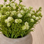 Terra Shale Baby's Breath Plant in Pot - 15 cm-staff_HC_OM_discountpromo_20042020-image-2