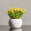 Terra Shale Babysbreath Mini Plant in a Pot - 15 cm-Voucher_HCOC_ALL_25022025-image-1