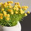 Terra Shale Babysbreath Mini Plant in a Pot - 15 cm-Voucher_HCOC_ALL_25022025-image-2