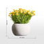 Terra Shale Babysbreath Mini Plant in a Pot - 15 cm-Voucher_HCOC_ALL_25022025-image-4