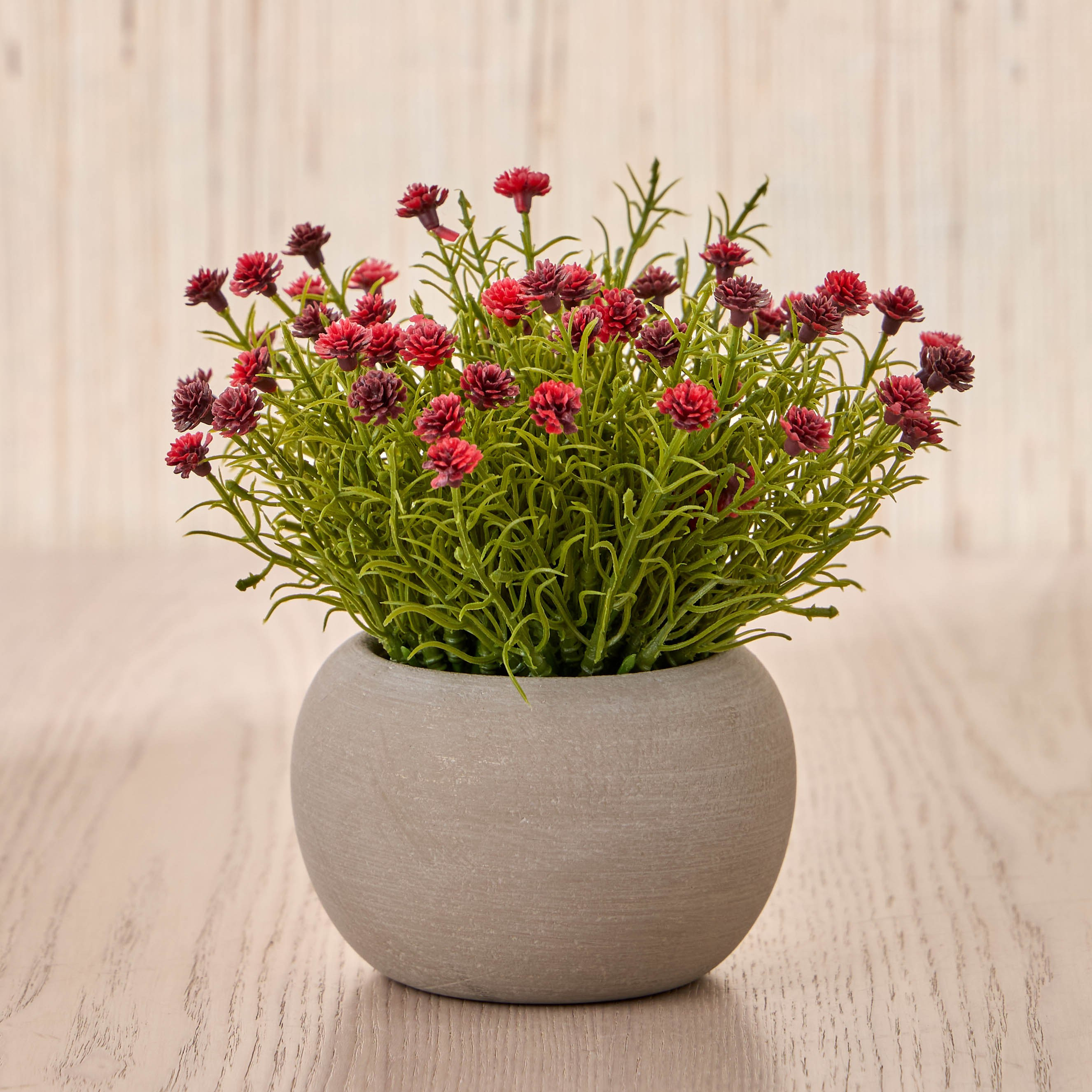Terra Shale Babysbreath Mini Plant in a Pot - 15 cm-household-gardenandoutdoor-artificialflowersandplants-flowers-image-1