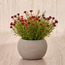 نبتة الرقيّقة الصغيرة في إناء - تيرا شيل - 15 سم-household-gardenandoutdoor-artificialflowersandplants-flowers-image-3