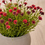 نبتة الرقيّقة الصغيرة في إناء - تيرا شيل - 15 سم-household-gardenandoutdoor-artificialflowersandplants-flowers-image-2