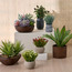 نبتة الرقيّقة الصغيرة في إناء - تيرا شيل - 15 سم-household-gardenandoutdoor-artificialflowersandplants-flowers-image-1