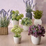 Chantilly Cora Wild Flower in Pot-household-gardenandoutdoor-artificialflowersandplants-flowers-image-3