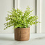 Terra Umber Privet Plant in Pot - 28 cm-household-gardenandoutdoor-artificialplants-pottedplants-image-1