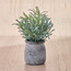 Slate Grass Plant in Pot - 17 cm-household-gardenandoutdoor-artificialplants-pottedplants-image-1