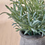 Slate Grass Plant in Pot - 17 cm-household-gardenandoutdoor-artificialplants-pottedplants-image-2